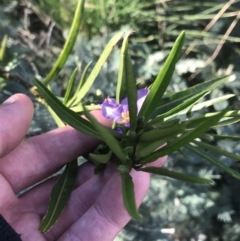 Solanum vescum at Rendezvous Creek, ACT - 24 Oct 2021