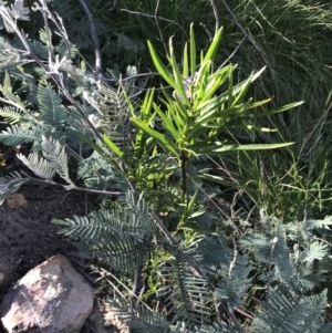 Solanum vescum at Rendezvous Creek, ACT - 24 Oct 2021