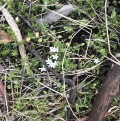 Lobelia pedunculata at Rendezvous Creek, ACT - 24 Oct 2021 05:58 PM