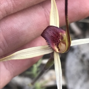 Caladenia montana at Rendezvous Creek, ACT - 24 Oct 2021