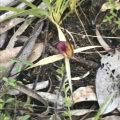 Caladenia montana at Rendezvous Creek, ACT - 24 Oct 2021