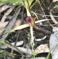 Caladenia montana at Rendezvous Creek, ACT - 24 Oct 2021