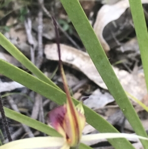 Caladenia montana at Rendezvous Creek, ACT - 24 Oct 2021