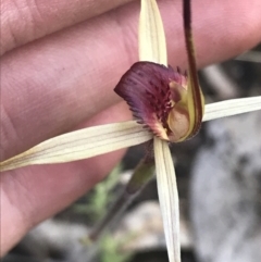 Caladenia montana at Rendezvous Creek, ACT - 24 Oct 2021