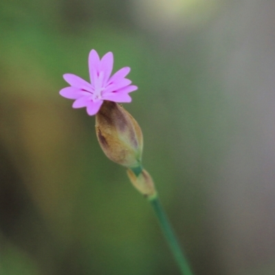 Petrorhagia nanteuilii (Proliferous Pink, Childling Pink) at Wodonga, VIC - 28 Oct 2021 by KylieWaldon