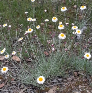 Leucochrysum albicans subsp. tricolor at Bruce, ACT - 28 Oct 2021