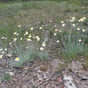 Leucochrysum albicans subsp. tricolor at Bruce, ACT - 28 Oct 2021