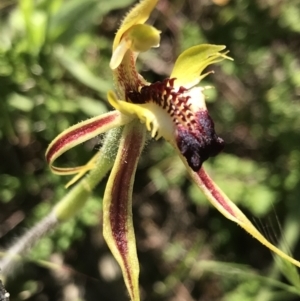 Caladenia atrovespa at O'Connor, ACT - 26 Oct 2021