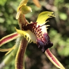 Caladenia atrovespa at O'Connor, ACT - 26 Oct 2021