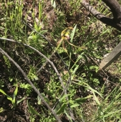 Caladenia atrovespa at O'Connor, ACT - 26 Oct 2021