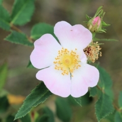 Rosa canina (Dog Rose) at Wodonga, VIC - 28 Oct 2021 by KylieWaldon