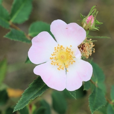 Rosa canina (Dog Rose) at Wodonga, VIC - 28 Oct 2021 by KylieWaldon