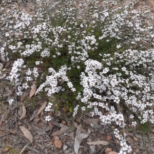 Gaudium multicaule at Bruce, ACT - 28 Oct 2021 04:55 PM