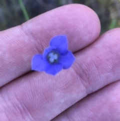 Wahlenbergia gracilis (Australian Bluebell) at O'Connor, ACT - 26 Oct 2021 by Tapirlord