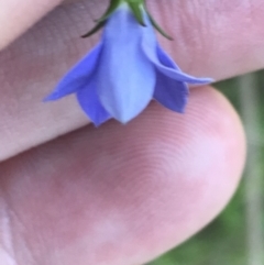 Wahlenbergia gracilis at O'Connor, ACT - 26 Oct 2021