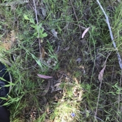 Wahlenbergia gracilis at O'Connor, ACT - 26 Oct 2021