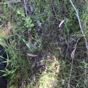 Wahlenbergia gracilis at O'Connor, ACT - 26 Oct 2021