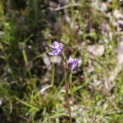 Thelymitra sp. (pauciflora complex) (Sun Orchid) at Tralee, NSW - 28 Oct 2021 by jamesjonklaas