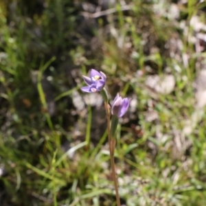 Thelymitra sp. (pauciflora complex) at Tralee, NSW - suppressed