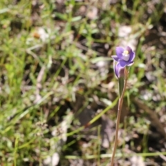 Thelymitra sp. (pauciflora complex) at Tralee, NSW - 28 Oct 2021