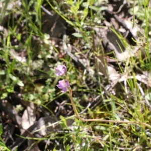 Thelymitra sp. (pauciflora complex) at Tralee, NSW - 28 Oct 2021