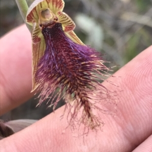 Calochilus platychilus at Acton, ACT - suppressed