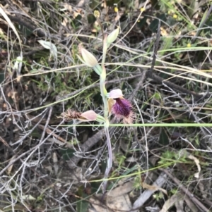 Calochilus platychilus at Acton, ACT - suppressed