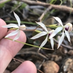 Caladenia cucullata (Lemon Caps) at Point 5816 - 26 Oct 2021 by Tapirlord