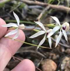 Caladenia cucullata (Lemon Caps) at Acton, ACT - 26 Oct 2021 by Tapirlord