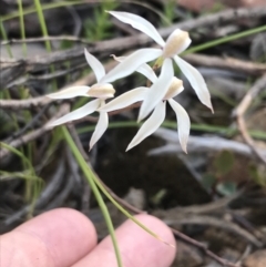 Caladenia cucullata at Point 5816 - suppressed