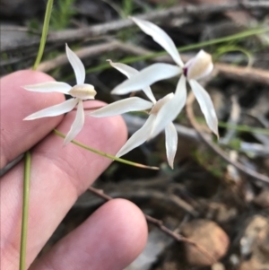 Caladenia cucullata at Point 5816 - suppressed