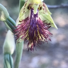 Calochilus montanus (Copper Beard Orchid) at O'Connor, ACT - 26 Oct 2021 by Tapirlord