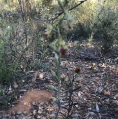 Calochilus montanus at Point 60 - 26 Oct 2021