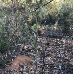 Calochilus montanus at Point 60 - 26 Oct 2021