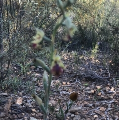 Calochilus montanus at Point 60 - 26 Oct 2021