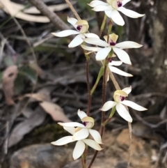 Caladenia cucullata (Lemon Caps) at Point 60 - 26 Oct 2021 by Tapirlord