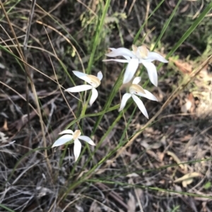 Caladenia moschata at Point 60 - suppressed