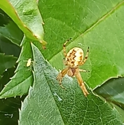 Araneus hamiltoni (Hamilton's Orb Weaver) at Amaroo, ACT - 28 Oct 2021 by RichForshaw