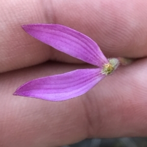 Caladenia congesta at Acton, ACT - suppressed