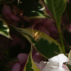 Araneinae (subfamily) (Orb weaver) at Conder, ACT - 27 Oct 2021 by Gardener