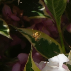 Araneinae (subfamily) at Conder, ACT - 28 Oct 2021