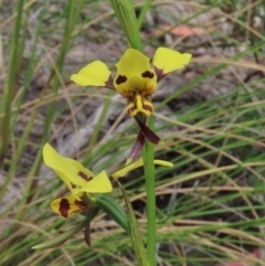 Diuris sulphurea (Tiger Orchid) at Theodore, ACT - 28 Oct 2021 by owenh