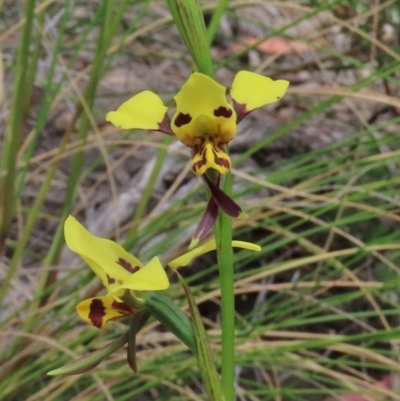 Diuris sulphurea (Tiger Orchid) at Tuggeranong Hill - 28 Oct 2021 by OwenH