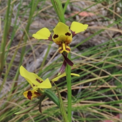 Diuris sulphurea (Tiger Orchid) at Theodore, ACT - 28 Oct 2021 by owenh