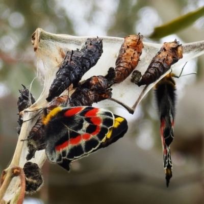 Delias harpalyce (Imperial Jezebel) at Kambah, ACT - 28 Oct 2021 by HelenCross