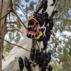 Delias harpalyce at Kambah, ACT - suppressed