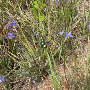 Xylocopa (Lestis) aerata at Yarralumla, ACT - 28 Oct 2021