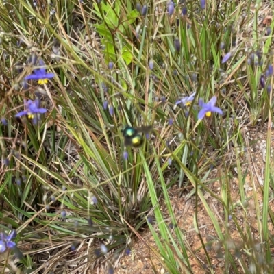Xylocopa (Lestis) aerata (Golden-Green Carpenter Bee) at Yarralumla, ACT - 28 Oct 2021 by PeterA