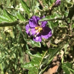 Solanum cinereum (Narrawa Burr) at Hamilton Valley, NSW - 24 Oct 2021 by DamianMichael