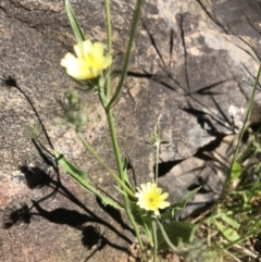 Tolpis barbata (Yellow Hawkweed) at Hamilton Valley, NSW - 24 Oct 2021 by DamianMichael